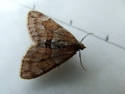 Grey Pine Carpet